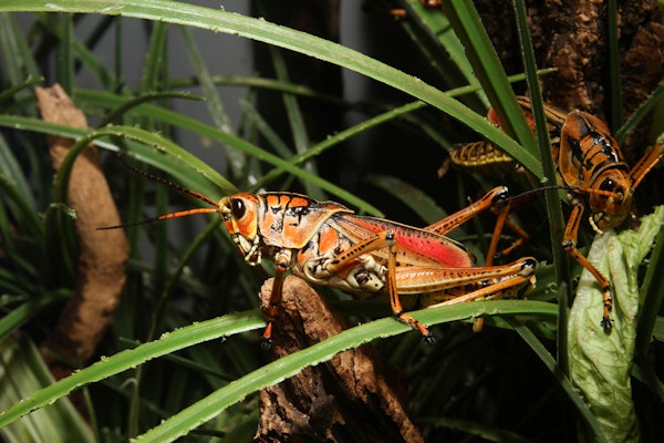 Photo of Eastern Lubber Grasshopper