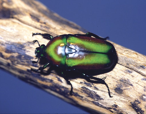 Photo of Emerald Beetle