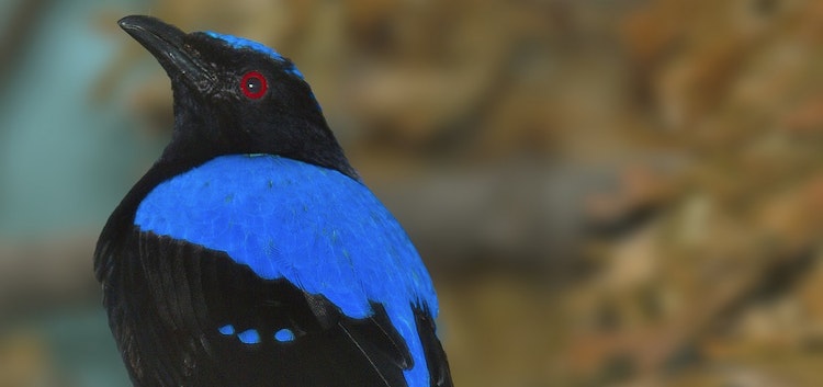 Photo of Fairy Bluebird