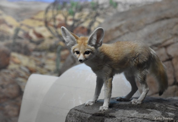 Photo of Fennec Fox