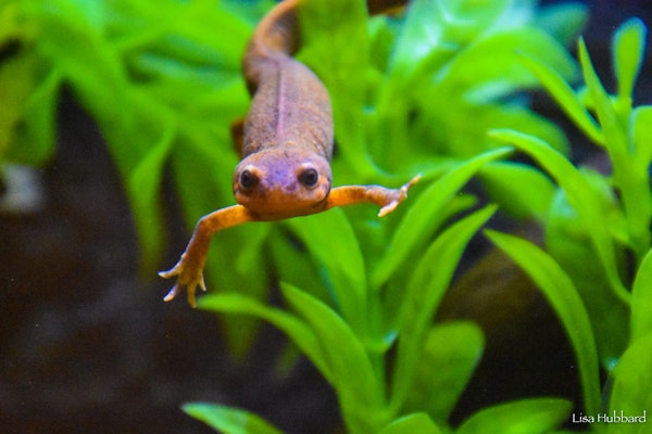 Photo of Fire-Bellied Newt