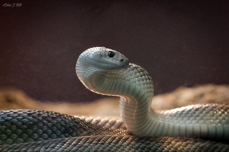 Photo of Florida Pine Snake