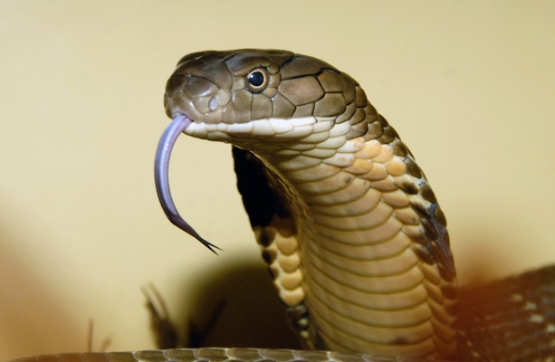 Photo of Cobras