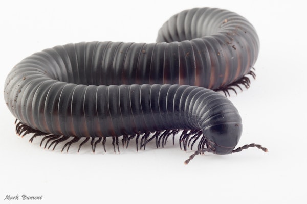 Photo of Giant African Millipede