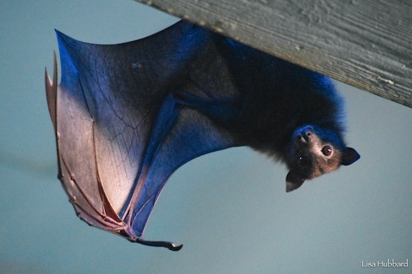 Photo of Giant Fruit Bat (Indian Flying Fox)