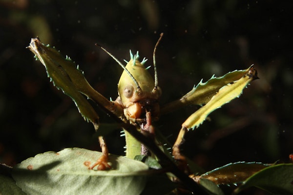 Photo of Giant Spiny Leaf Insect