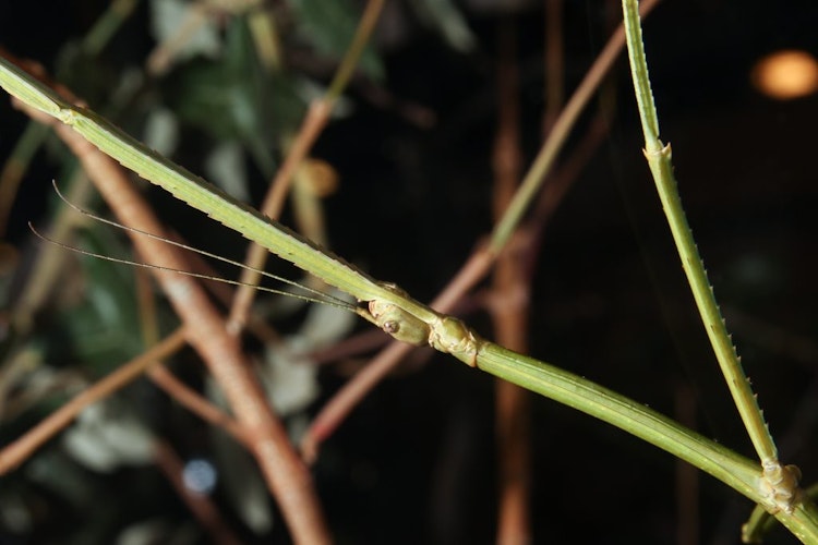 Photo of Giant Walking Stick 