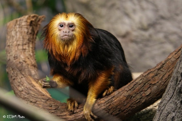 Photo of Golden-Headed Lion Tamarin