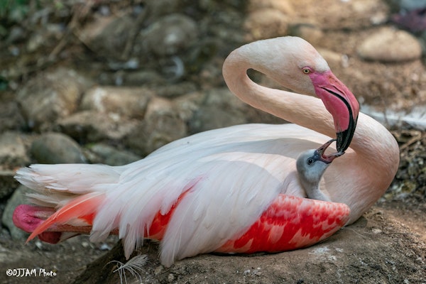 Photo of Greater Flamingo