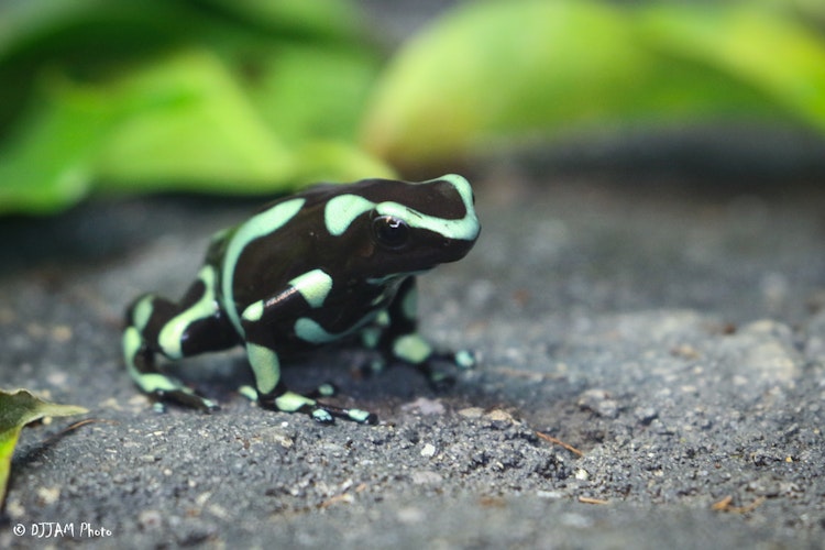 Photo of Green and Black Poison Dart Frog