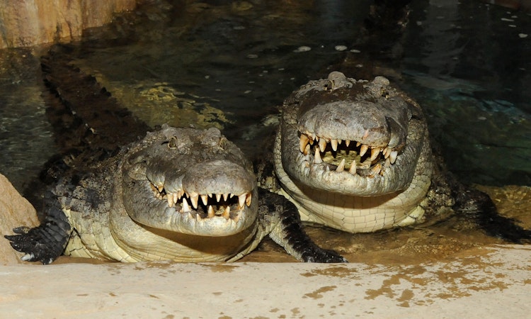 Photo of Crocodiles, Nile