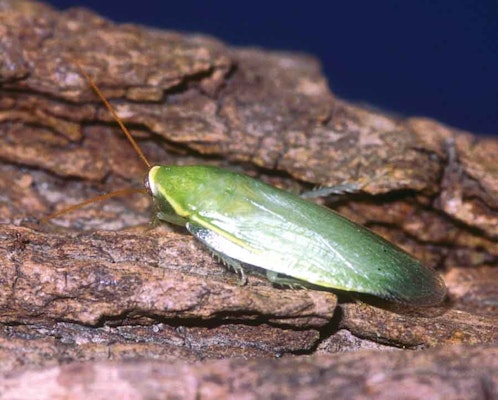 Photo of Green-Leaf Cockroach
