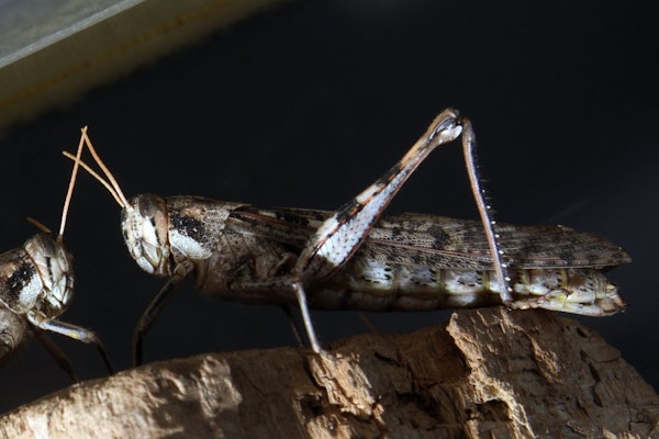 Photo of Grey Bird Grasshopper
