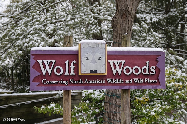 Photo of Wolf Woods