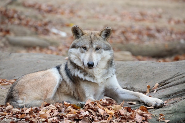 Photo of Mexican Wolf
