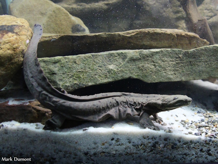 Photo of Hellbender