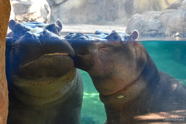 Photo of Hippopotamus