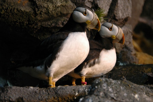 Photo of Horned Puffin