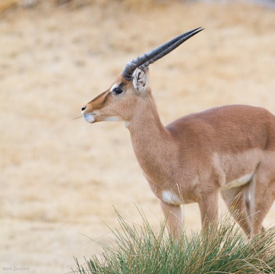 Photo of Impala