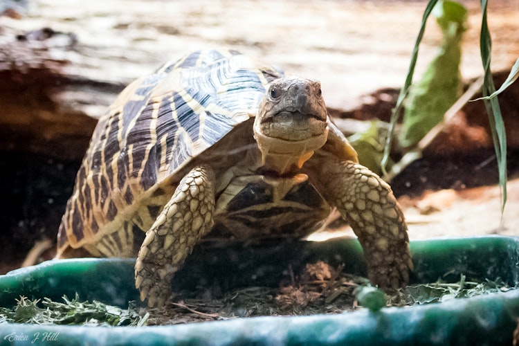 Photo of Indian Star Tortoise