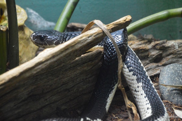 Photo of Indochinese Spitting Cobra
