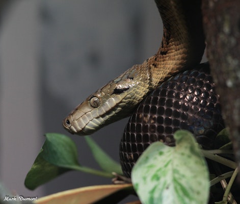 Photo of Jamaican Boa