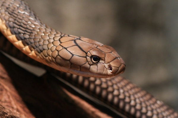 Photo of King Cobra