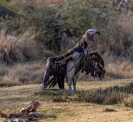 Photo of Lappet-Faced Vulture 