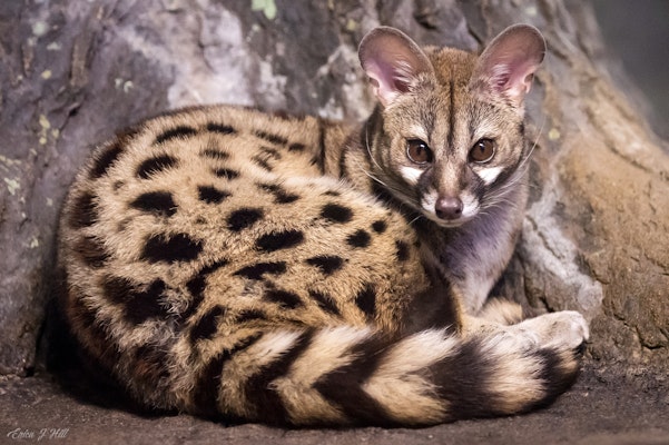 Photo of Large-Spotted Genet