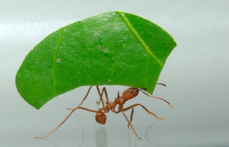 Photo of Leaf-Cutting Ant