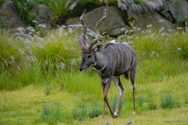 Photo of Lesser Kudu