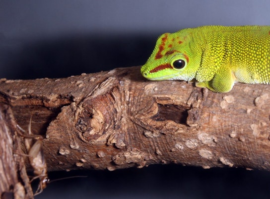 Photo of Madagascar Giant Day Gecko