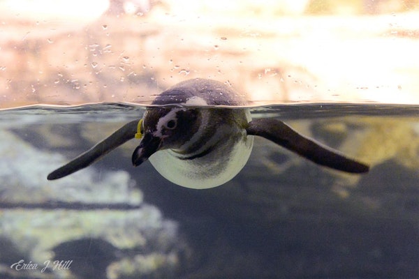 Photo of Magellanic Penguin