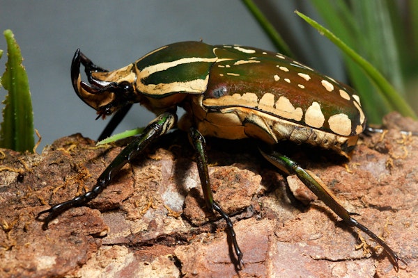 Photo of Magnificent Flower Beetle