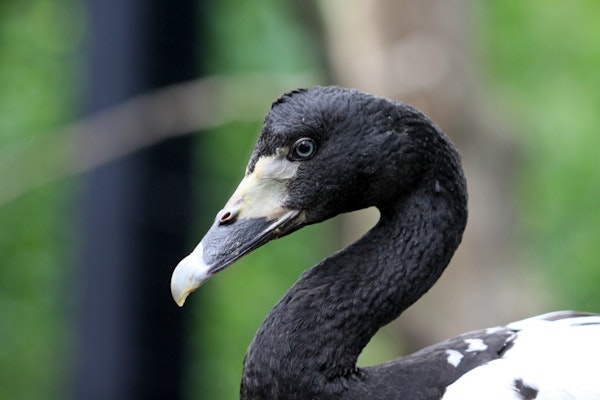 Photo of Magpie Goose