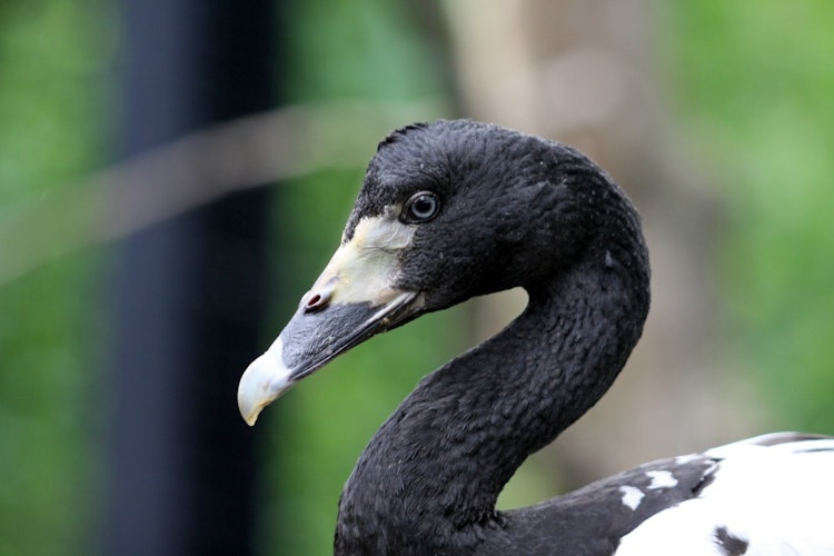 Photo of Magpie Goose
