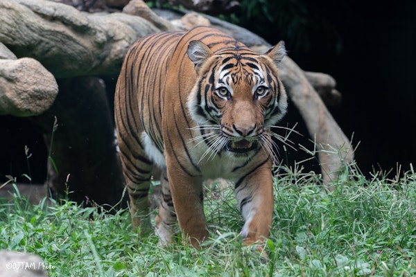 Photo of Malayan Tiger 