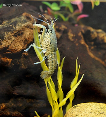 Photo of Marbled Crayfish