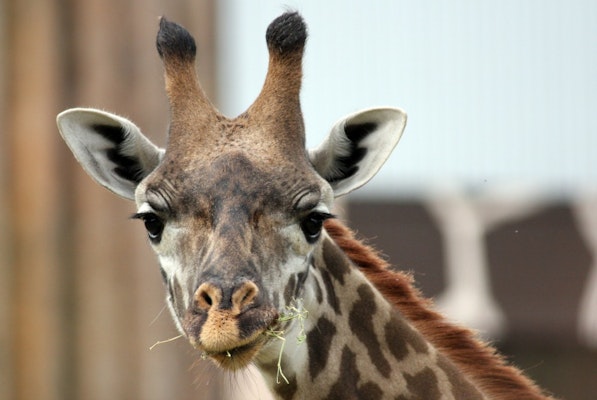 Photo of Masai Giraffe