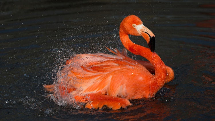Photo of Flamingo, American