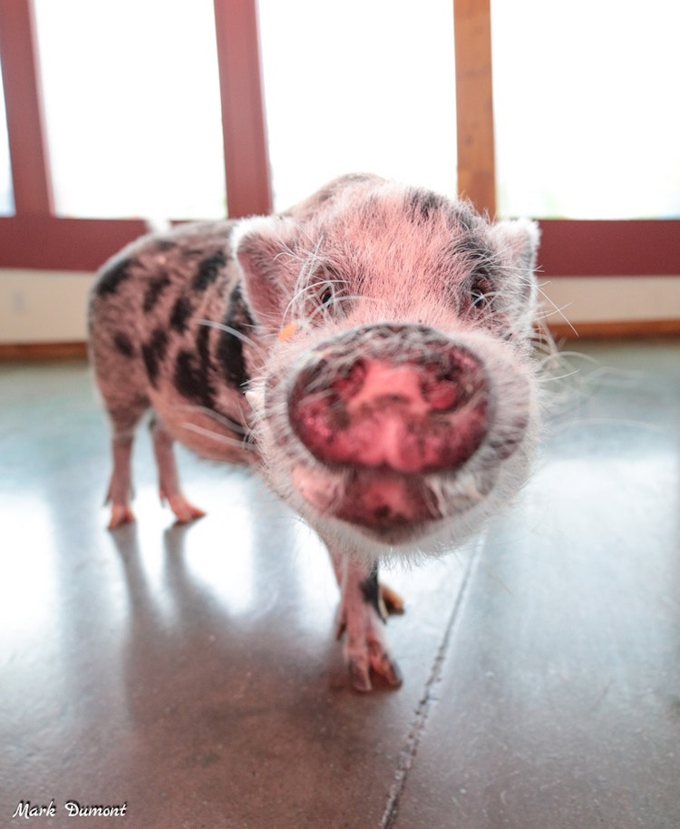 Photo of Mini-Juliana Pig