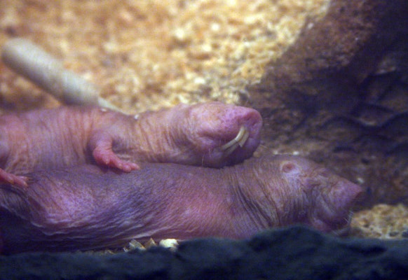 Photo of Naked Mole-Rat
