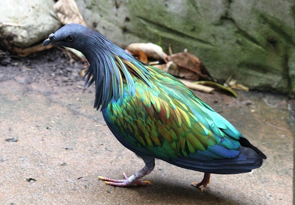 Photo of Nicobar pigeon
