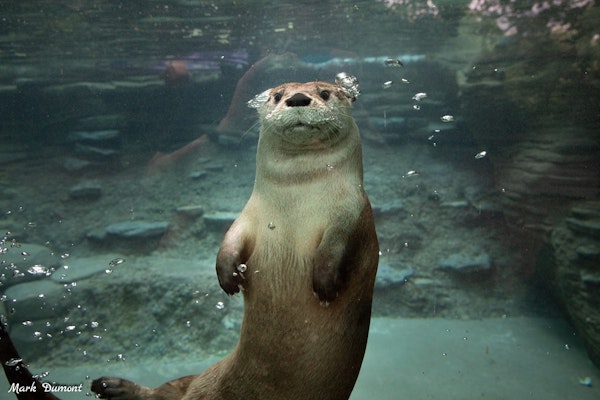 Photo of North American River Otter 