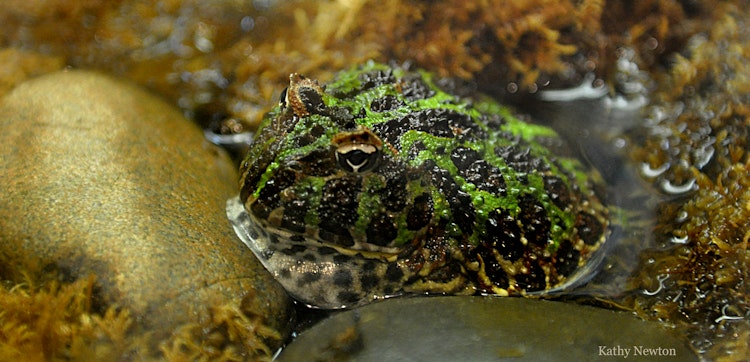 Photo of Ornate Horned Frog
