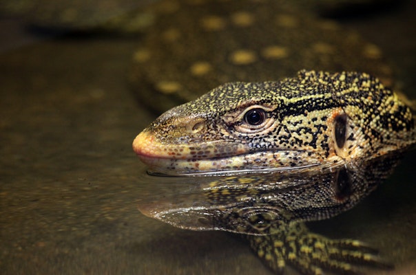 Photo of Ornate Monitor