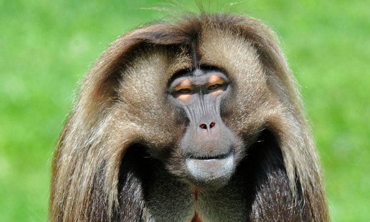 Photo of Gelada Monkey