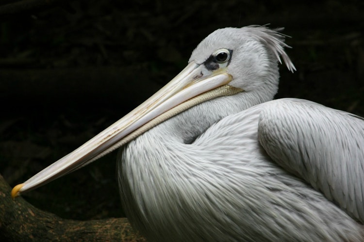 Photo of Pink-backed Pelican