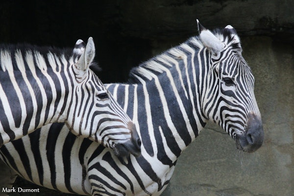 Photo of Plains Zebra