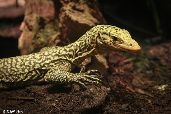 Photo of Quince Monitor